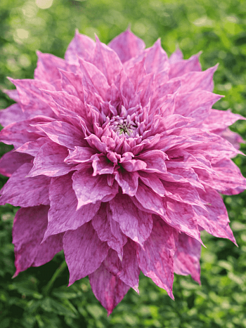 Клематис гибридный Proteus