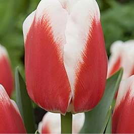 Тюльпан Триумф Роман Эмпайр