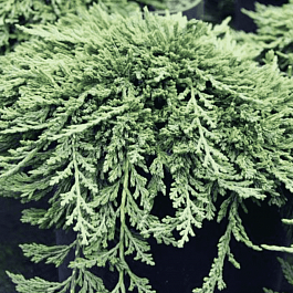 Можжевельник горизонтальный Pancake