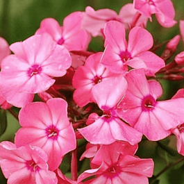 Флокс метельчатый Золотая Антилопа