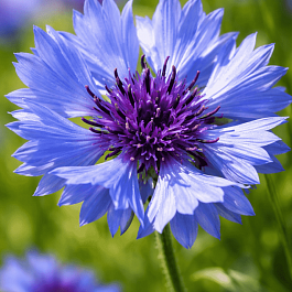 Василек горный