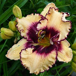 Лилейник гибридный Сабина Бауэр