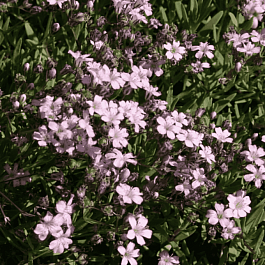 Гипсофила ползучая Filou Rose