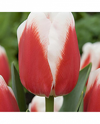 Тюльпан Триумф Роман Эмпайр