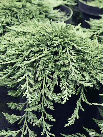 Можжевельник горизонтальный Pancake