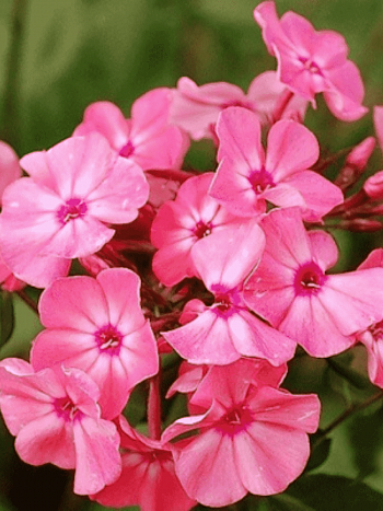 Флокс метельчатый Золотая Антилопа