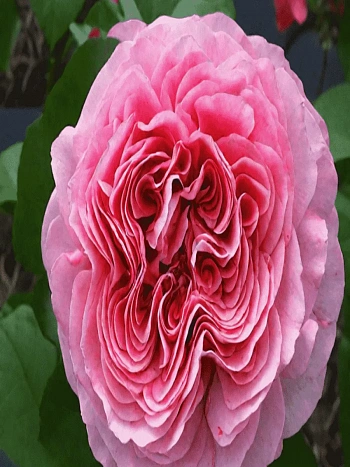 Роза чайно-гибридная Pink Eye