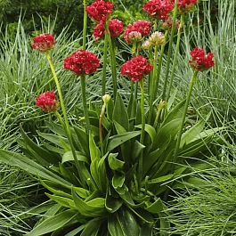 Армерия ложноармерия Ballerina Red