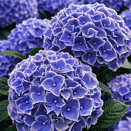 Гортензия крупнолистная New Tivoli Bleu