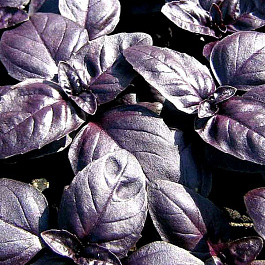 Базилик овощной Пурпурные звезды