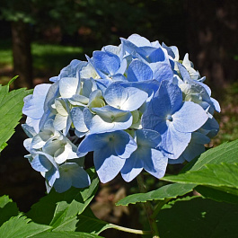 Гортензия крупнолистовая Лавбла