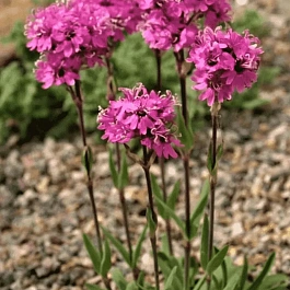 Лихнис альпийский