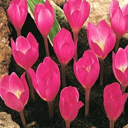 Крокус прекрасный Zonatus