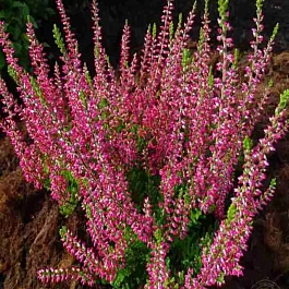 Вереск обыкновенный France