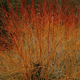 Дерен кроваво-красный Anny's Winter Orange