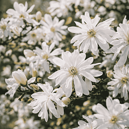 Магнолия звёздчатая Royal Star