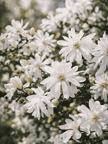 Магнолия звёздчатая Royal Star