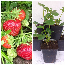 Земляника садовая Фейт НАБОР 5ШТ