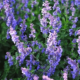 Котовник Фассена Blauknirps