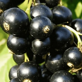 Смородина черная Багира