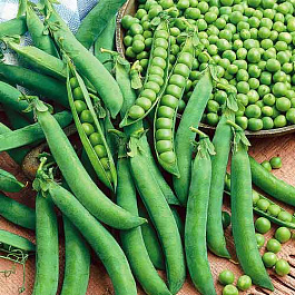 Горох овощной Амброзия