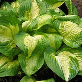 Хоста гибридная Саммер Мьюзик