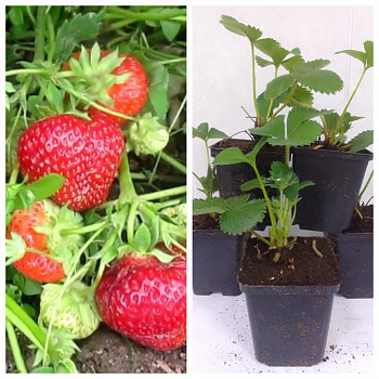 Земляника садовая Фейт НАБОР 5ШТ