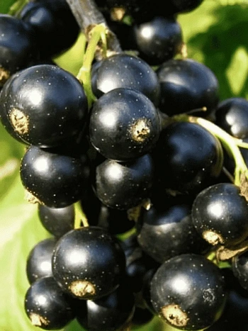 Смородина черная Багира