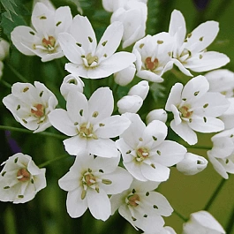 Лук декоративный Cowanii