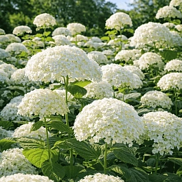Гортензия древовидная Sterilis