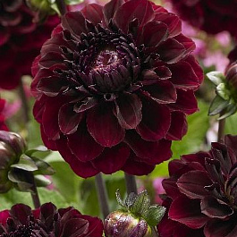 Георгина декоративная Синиорс Даркнесс