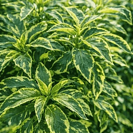 Бузина черная Variegata