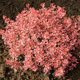 Барбарис Тунберга Инспрейшн