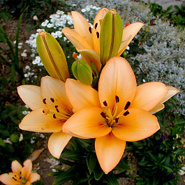 Лилия ЛА-гибрид Сандерленд НАБОР 2ШТ (1+1)