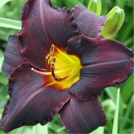 Лилейник гибридный Бугимен НАБОР 2ШТ (1+1)