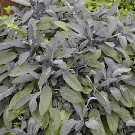 Шалфей лекарственный Purpurascens