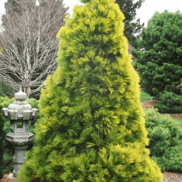 Сосна Веймутова Louie