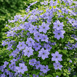 Клематис Skyfall