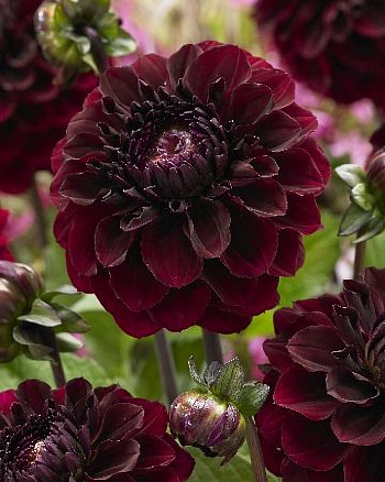 Георгина декоративная Синиорс Даркнесс