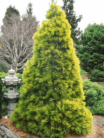 Сосна Веймутова Louie