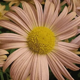 Хризантема красноватая Mary Stoker