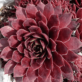 Молодило гибридное Granat