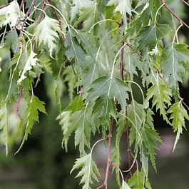 Береза Далекарлийская