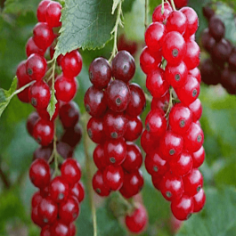 Смородина Голландская красная