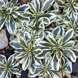 Арабис (Резуха) выступающий Variegata