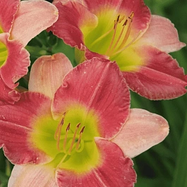 Лилейник Final Touch