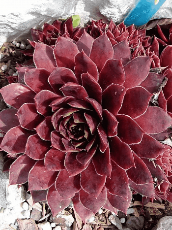 Молодило гибридное Granat