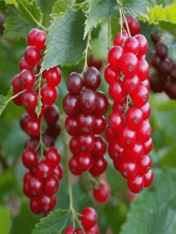 Смородина Голландская красная