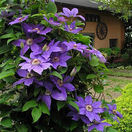 Клематис крупноцветковый Николай Коперник