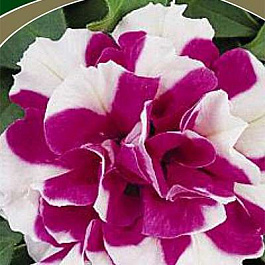 Петуния махровая Дуо Роуз энд Вайт